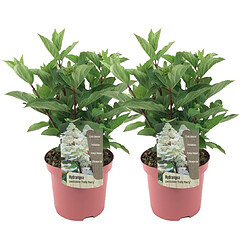 Plant in a Box Hortensia Early Harry - 2x - Hydrangea - Résistant - Pot 19cm - Hauteur 25-40cm 