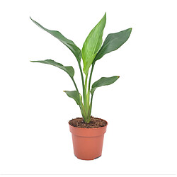 Plant in a Box Strelitzia Reginea - Plante oiseau du paradis - Pot 9cm - Hauteur 25-40cm