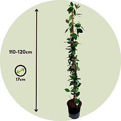 Plant in a Box Lonicera - Set de 2 - Chèvrefeuille - Rustique - Pot 17cm - Hauteur 110-120cm