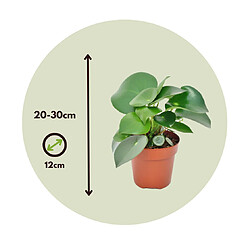 Plant in a Box Peperomia Raindrop - Set de 2 - Pot 12cm - Hauteur 20-30cm