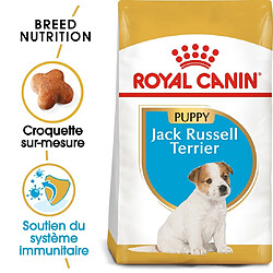 Royal Canin Race Jack Russell Junior