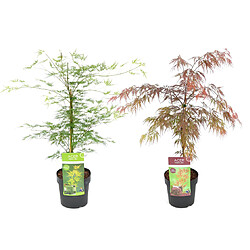 Plant in a Box Acer palmatum 'Garnet', 'Emerald Lace' - Mix de 2 - Pot 19cm - Hauteur 60-70cm