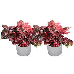 Plant in a Box Iresine Herbstii 'Rouge' - Set de 2 - Plante à tige - Pot 13cm - Hauteur 20-30cm 