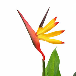 Decoshop26 Plante artificielle strelitzia reginae oiseau de paradis 66 cm DEC021942