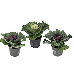 Plant in a Box Brassica oleracea - x3 - Chou Ornemental - Pot de 10.5 cm - Hauteur de 10-20cm