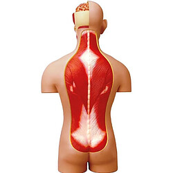 Avis MGM - Explora - Anatomie torse humain - Expérience anatomie