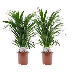 Plant in a Box Dypsis Lutescens - Areca Palmier D'or - Set de 2 - Pot 17cm - Hauteur 60-70cm