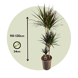 Plant in a Box Dracaena Marginata Magenta - Dracaena Magenta - Pot de 24cm - Hauteur 110-130cm