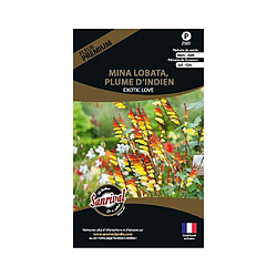 Sanrival Graines de fleurs premium mina lobata plume d'indien scarlet yellow