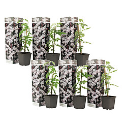 Plant in a Box Jasminoides Officinale - Set de 6 - Blanc - Jasmin - Pot 9cm - Hauteur 25-40cm