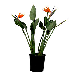 Plant in a Box Strelitzia Reginea - Plante oiseau du paradis - 27cm - Hauteur 80-100cm