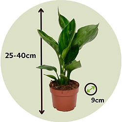 Plant in a Box Strelitzia Reginea plante Oiseau de Paradis - Set de 3 - 9cm - Hauteur 25-40cm