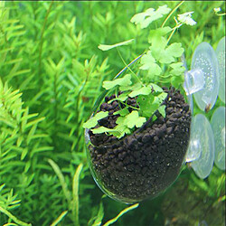 Plante aquatique coupe pot aquarium aquarium aquascaping 6.5x7cm