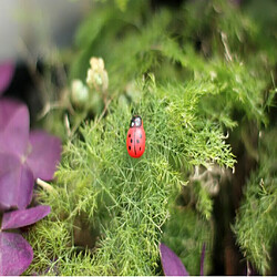 petites coccinelles Paysage Jardin pas cher