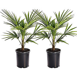 Plant in a Box Trachycarpus Fortunei - Set de 2 - Palmier éventail - Pot 15cm - Hauteur 35-45cm