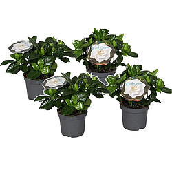 Plant in a Box Gardenia Jasminoides - Set de 4 - Pot 13cm - Hauteur 20-30cm 