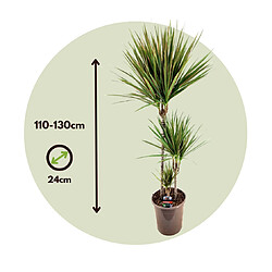 Plant in a Box Dracaena marginata Bicolor - Dragonnier marginé - Pot 24cm - Hauteur 110-130cm