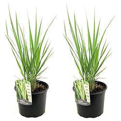 Plant in a Box Panicum virgatum - Set de 2 - Panicum northwind - Pot 23cm - Hauteur 40-60cm