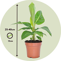 Plant in a Box Musa 'Oriental Dwarf' - Set de 2 - Plants de bananes - Pot 12cm - Hauteur 25-40