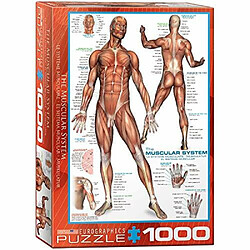 Puzzle du systAme musculaire Eurographics (1000 piAces) (6000-2015)