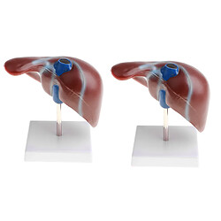 2pcs équipement Médical 1: 1 Modèle De Structure De Vésicule Biliaire De Lobule De Foie Humain