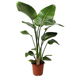 Plant in a Box Strelitzia Nicolai - Plante Oiseau de Paradis - Pot 21cm - Hauteur 90-110cm