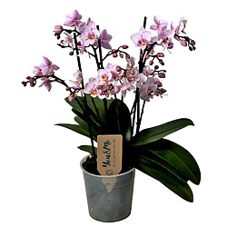 Plant in a Box Phalaenopsis Multiflora - Orchidée rose - Pot 12cm - Hauteur 35-45cm 