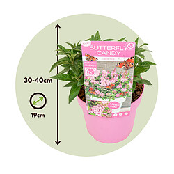 Plant in a Box Buddleja Candy 'Petite rose' - Arbuste à papillons Pot 19cm - Hauteur 30-40cm