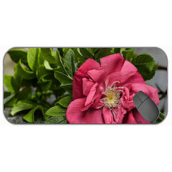 Universal (750x300x3) Mat / coussin de souris de jeu étendu - Large, feuilles de souris de fleur de rose de terre avec cousée