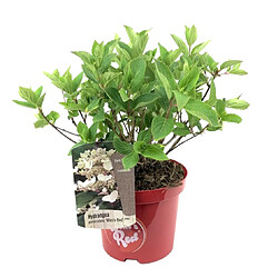 Plant in a Box Hortensia paniculata Wim's Red - Hydrangea - Pot 19cm - Hauteur 25-40cm 