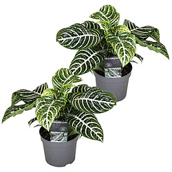 Plant in a Box Aphelandra - Set de 2 - Plante Zébrée - Pot 13cm - Hauteur 25-45cm