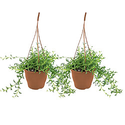 Plant in a Box Senecio peregrinus - Set de 2 - Collier de dauphin - Pot 12cm - Hauteur 10-20cm