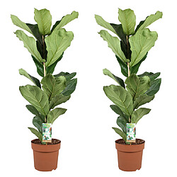 Plant in a Box Ficus Lyrata - Set de 2 - XL Ficus Lyrata Plante - Pot 21cm - Hauteur 70-90cm