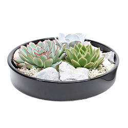 Plant in a Box Echeveria Garden Mix Black - succulentes à échelle décorative - Noir - 20 cm