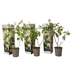 Plant in a Box Hydrangea Paniculata Phantom - Hortensia - Set de 3 - Jardin - 9cm - H25-40cm