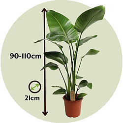 Plant in a Box Strelitzia Nicolai - Plante Oiseau de Paradis - Pot 21cm - Hauteur 90-110cm