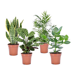 Plant in a Box Plantes d'intérieur 'Easy Care' - Set de 4 - Pot 12cm - Hauteur 25-40cm 