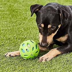 JW Jouet Crackle Ball Medium De, Balle en Caoutchouc avec Un C?ur en Bouteille Plastique pour Les Chiens pour Chien Taille M