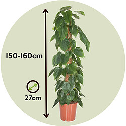 Plant in a Box Philodendron 'Escalade' - XXL sur bâton de mousse - Pot 27cm - Hauteur 150-160cm