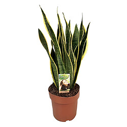 Plant in a Box Sansevieria Laurentii - Plante d'intérieur facile - Pot 21cm - Hauteur 65-75cm