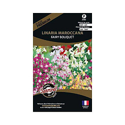 Sanrival Graines de fleurs premium linaria fairy bouquet