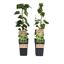 Plant in a Box Humulus lupulus 'Nordbrau' - 2 Plantes de houblon - Pot 15cm - Hauteur 50-60cm 