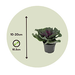 Plant in a Box Brassica oleracea - x3 - Chou Ornemental - Pot de 10.5 cm - Hauteur de 10-20cm