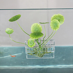 Titulaire de plantes aquatiques