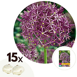 Plant in a Box Allium Christophii - Bulbes de fleurs x15 - Violet