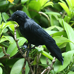 Oiseau artificiel Crow de plumes pas cher