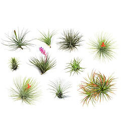 Plant in a Box Tillandsia mélange de plantes - Mix de 10 - Hauteur 5-15cm