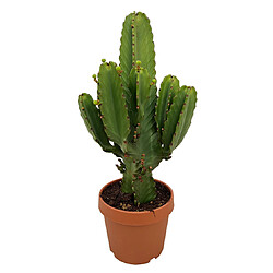 Plant in a Box Euphorbia Ingens 'cactus cowboy' XL - cactus - pot 24cm - hauteur 85-95cm 