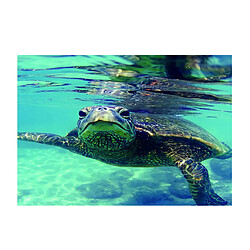 Avis aquarium autocollant simple face arrière-plan autocollant tortue 122x61cm