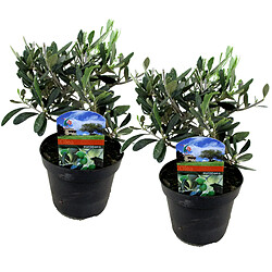 Plant in a Box Olea Europaea - Set de 2 - Buisson d'olivier - Pot 14cm - Hauteur 25-40cm 